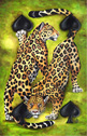 Dagmar Pasekov� - 4 of Spades - jaguar