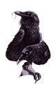 Tess Garman - Ace of Spades - raven
